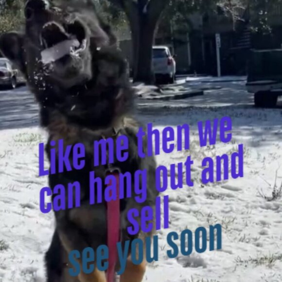 Heyyyyy!!!!! come hop in our live to have a crack of a time❤️❤️🐾🐾❤️❤️🐾🐾 - Picture 5 of 5